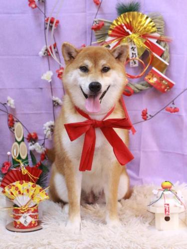 20230127マロンちゃん